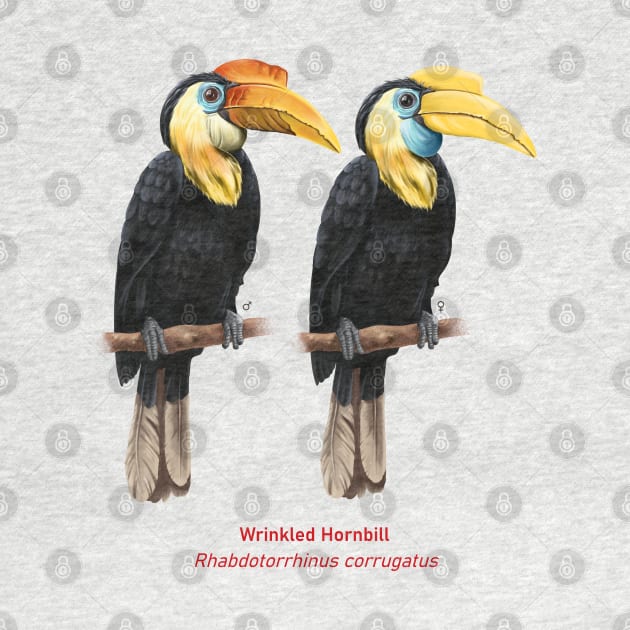 Wrinkled hornbill | Rhabdotorrhinus corrugatus ⚥ by bona 